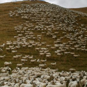 Campo com de cerca de 4.500 ovinos