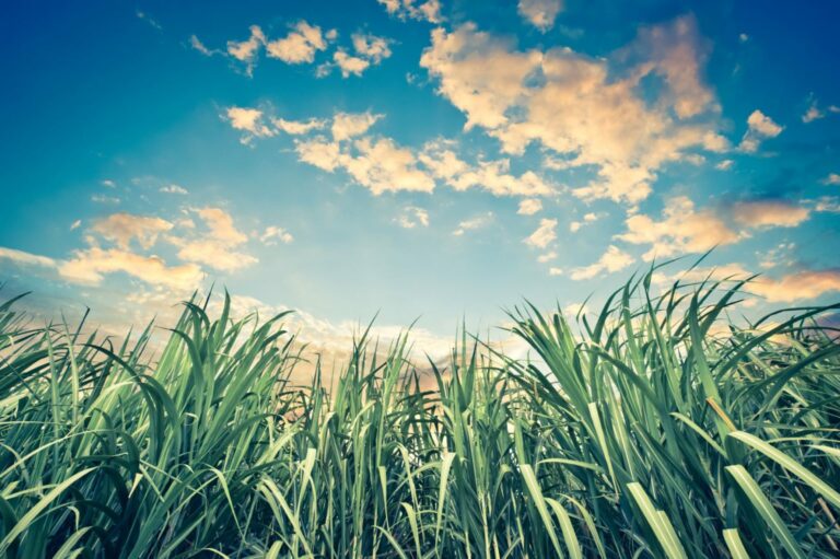 FMC: A cana é verde e tech