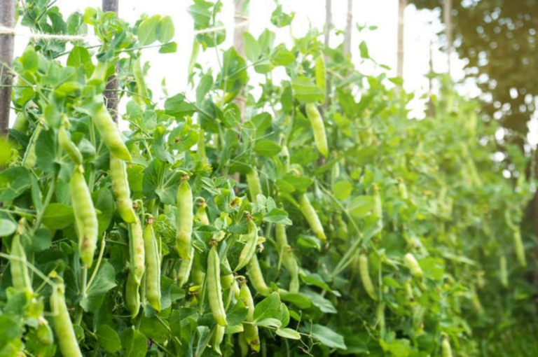 As ervilhas elétricas