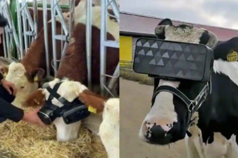 Realidade Virtual para Vacas
