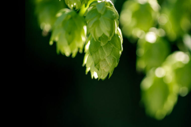 Lúpulo com tempero tropical