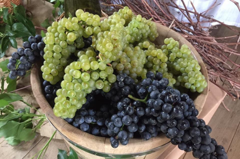 As uvas de Santa Catarina