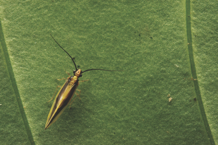 INSETOS PARA FRANGOS E SUÍNOS