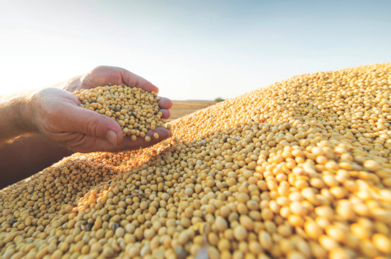 A MULTIPLICAÇÃO DOS GRÃOS