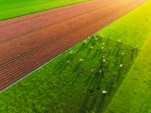 Onde o pasto é mais verde