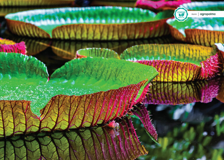 O futuro da sustentabilidade mundial