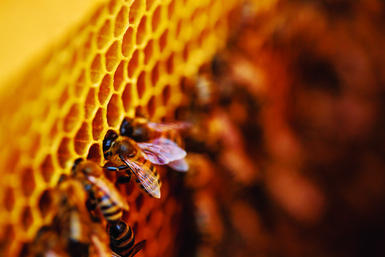 O doce futuro do mel brasileiro