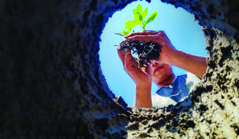 Solo cada vez mais verde