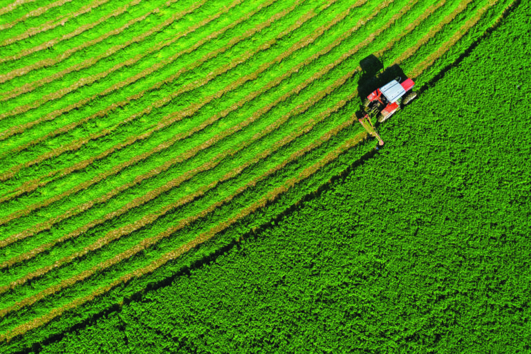 Uma safra de incertezas
