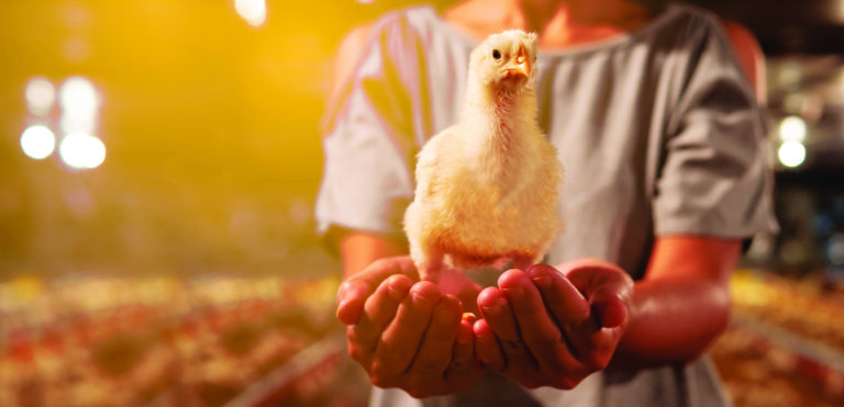 As galinhas do futuro