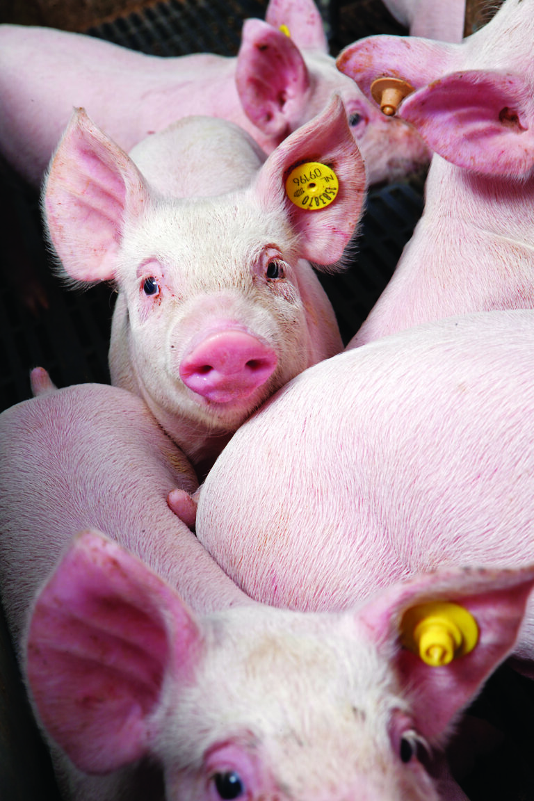 Tecnologia contra o calor