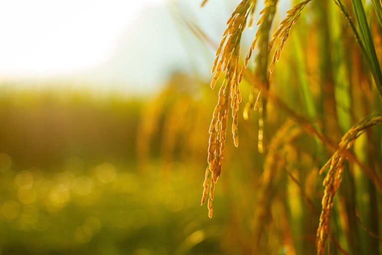 O Cerrado na rota do arroz 