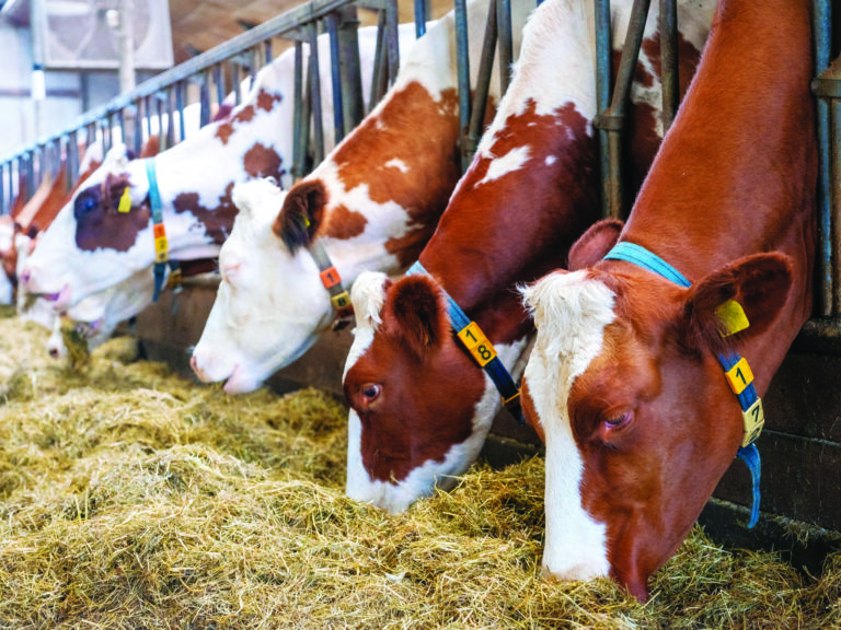 Supermercado sustentável 
