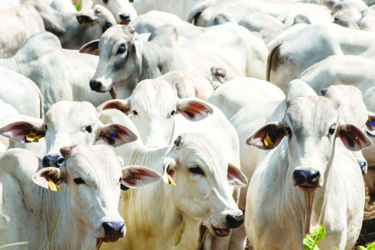 Do pasto à pauta climática: a revolução da pecuária brasileira 