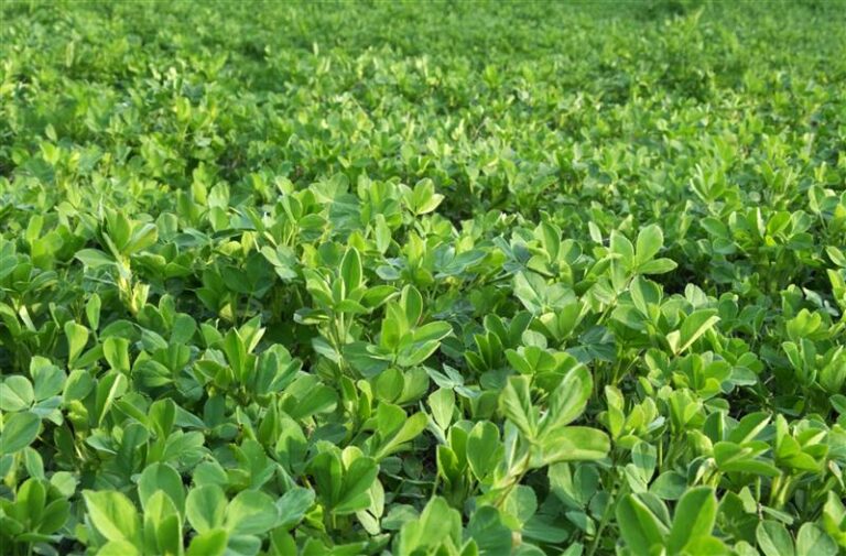 As proteínas do futuro 