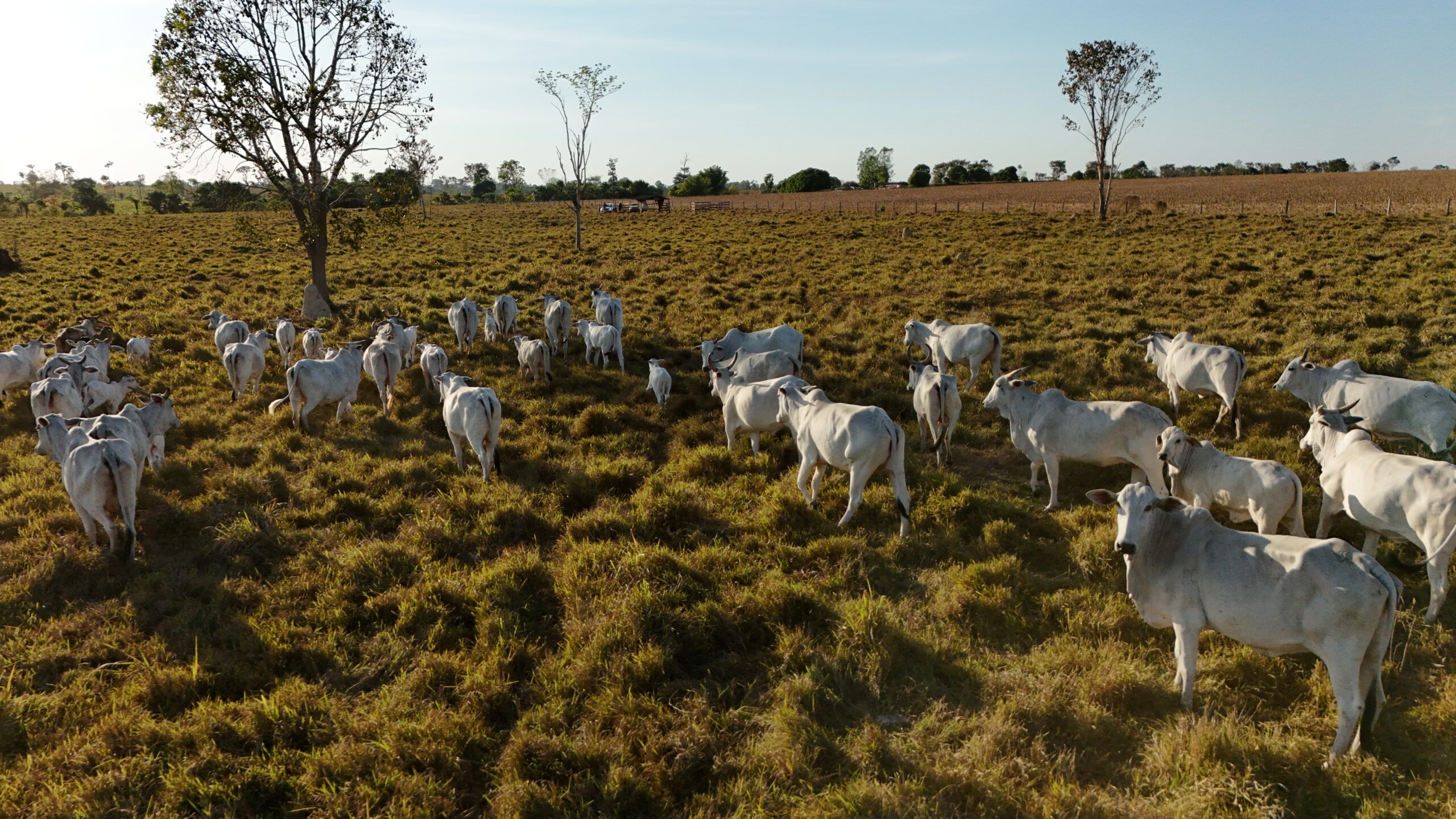 O valor da terra também é cultivado 