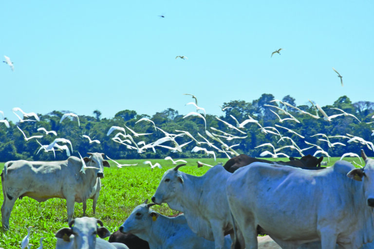 A floresta que dá lucro