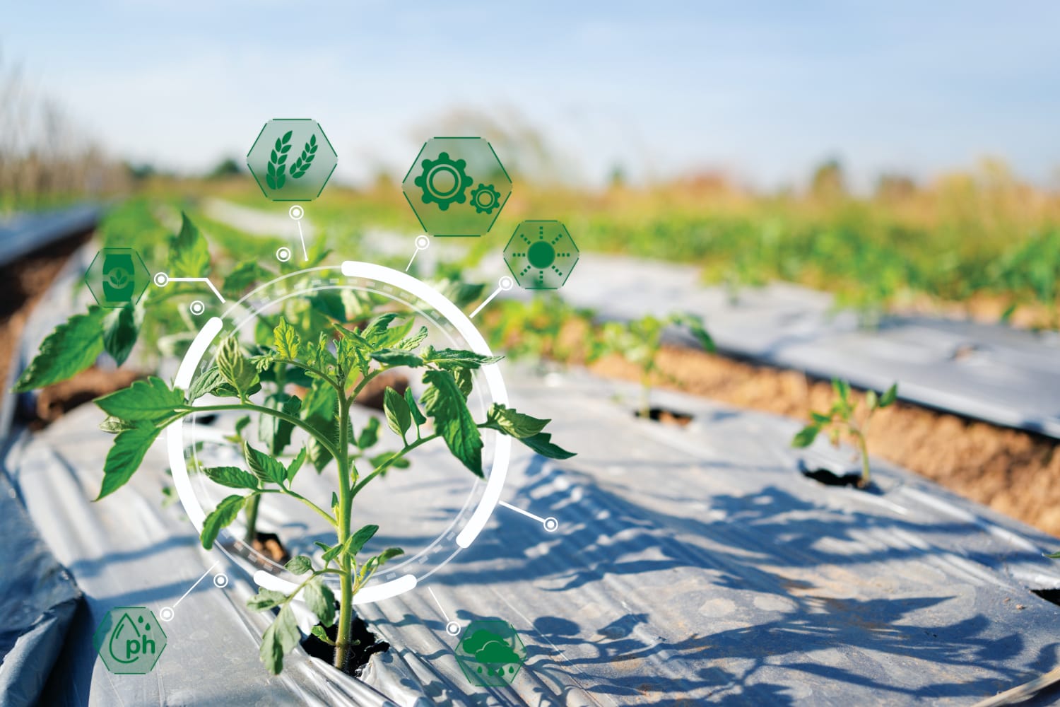AS STARTUPS CONSTROEM O NOVO AGRO