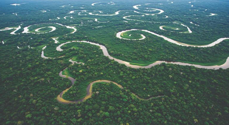 O agro que mantém a floresta em pé