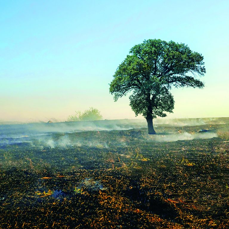 Lone tree in burnt field