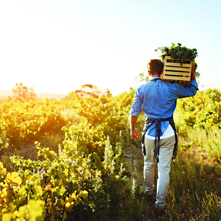 Agriculture, farm and back of man with celery, natural produce and organic food in countryside field. Sustainability, agribusiness and farmer with box for eco farming, gardening and harvesting