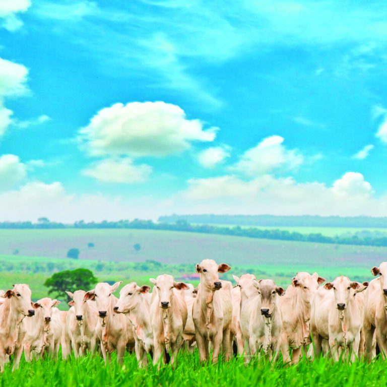 Aerial photo of white nellore cattle herd, green pasture in Brazil.