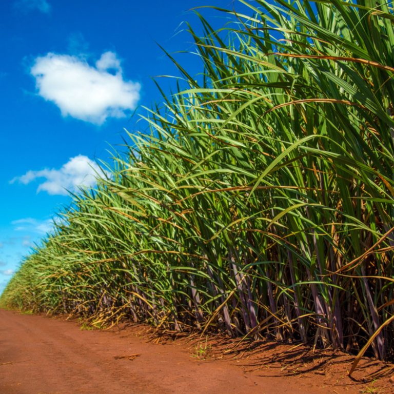 Plant + Basf Mais força na Cana