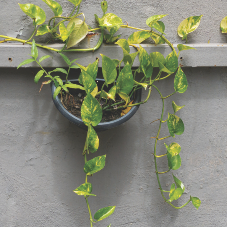 a planta que suga os poluentes
