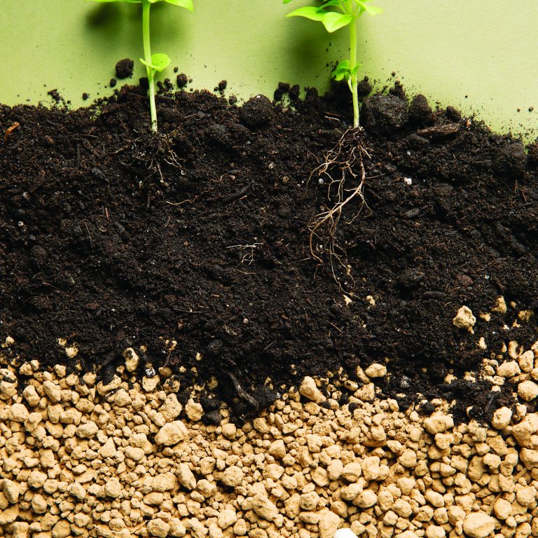 conceito-de-vida-crescente-com-flores