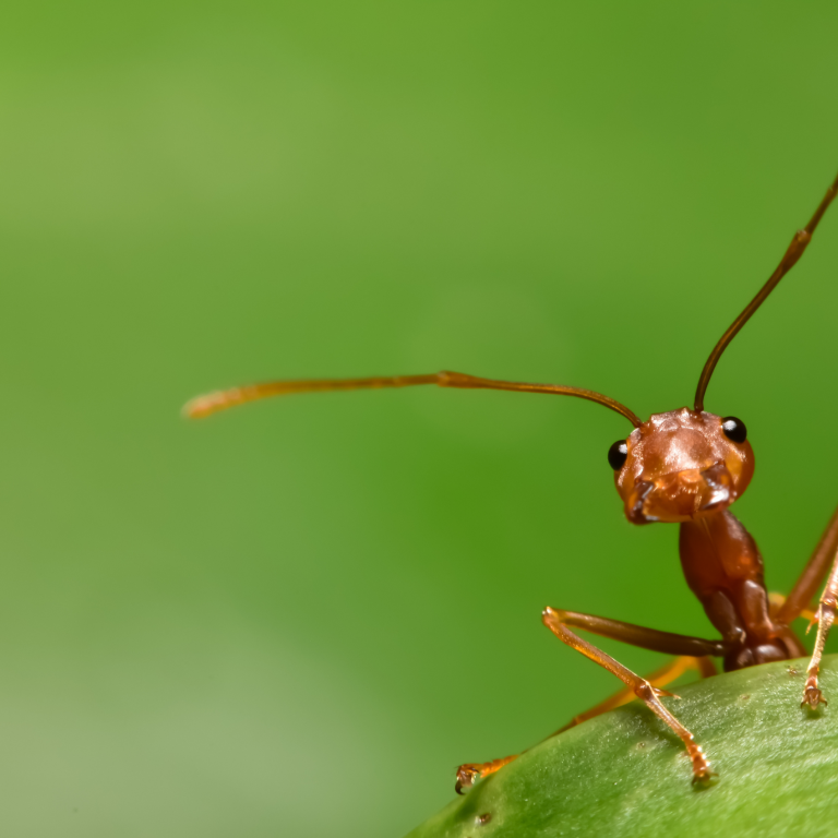 formiga 2