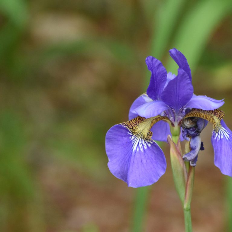 Gorgeous flowering Siberian iris flower blossom in a garden.