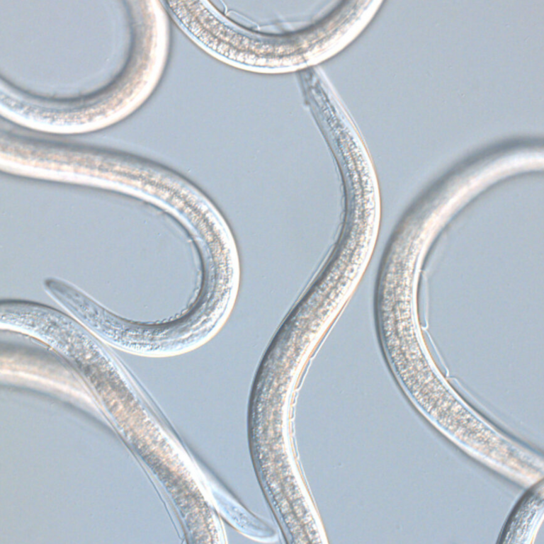 o nematoide do bem