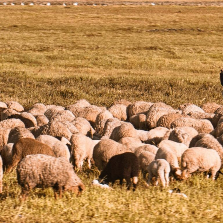 Rebanho de ovelhas em uma pastagem ao redor de um criador
