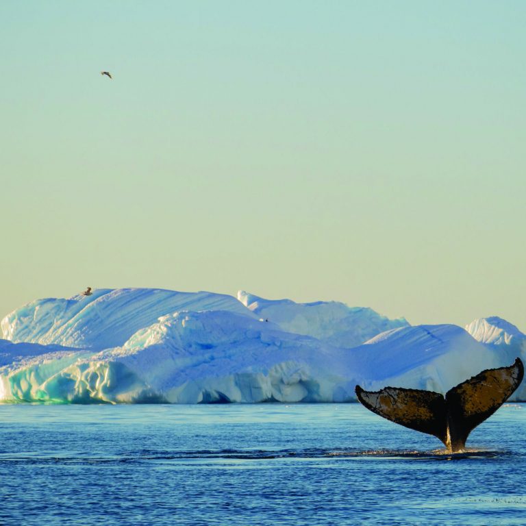A,Humpback,Whale,Engages,In,Solo,Bubble,Net,Feeding,And
