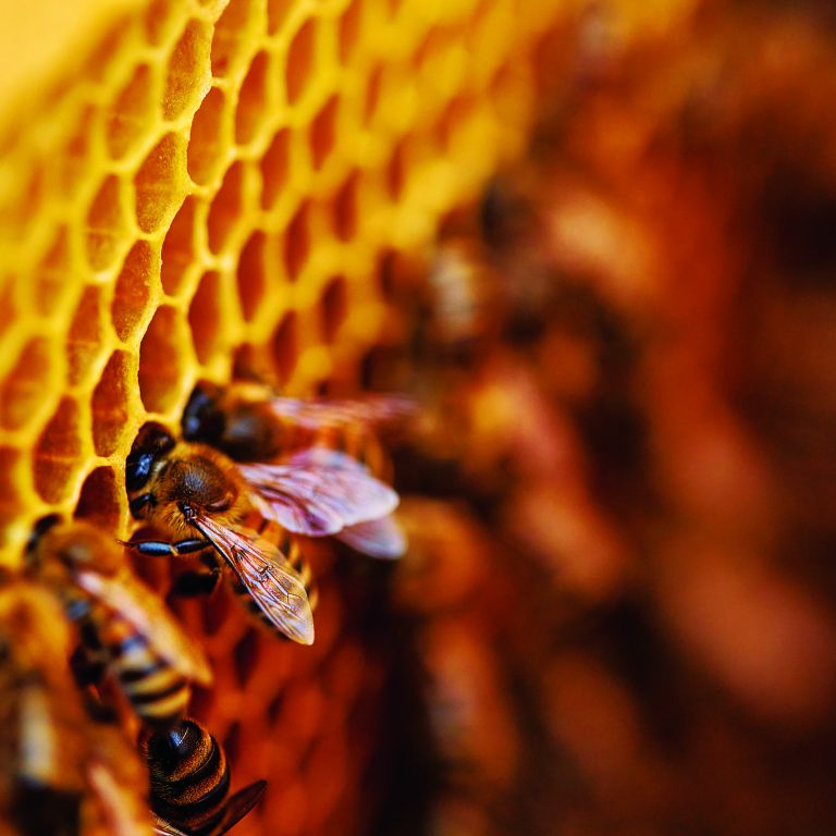 A,Lot,Of,Bees,Piled,It,Into,Cells,,In,Comb