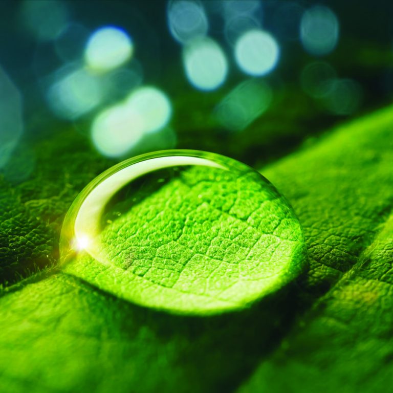 Beauty,Transparent,Drop,Of,Water,On,A,Green,Leaf,Macro