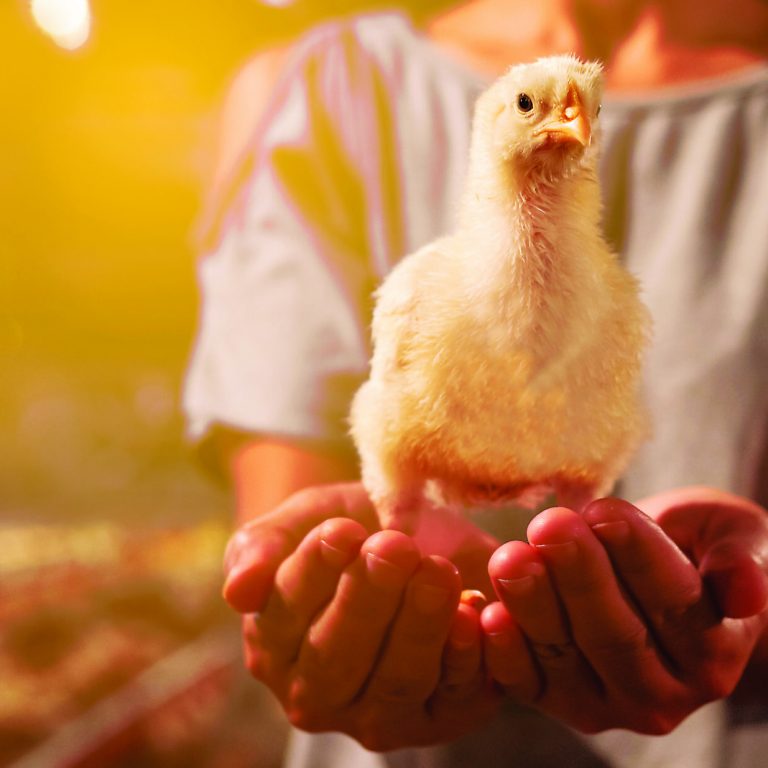 Chicken stand on the woman hands with yellow light in a farming background