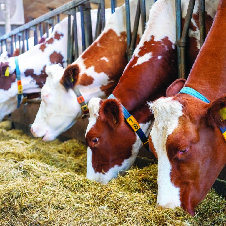 red and black spotted cows feed on dried grass inside dutch farm in the netherlands