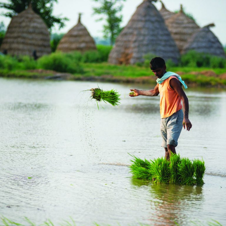 Karnal, haryana, India-June, 25 2013:  Manual Worker planting paddy seeds in wet field in haryana, rice plantation.