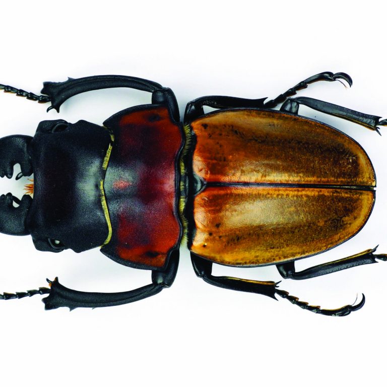 Beetle,Isolated,On,White.,Giant,Stag,Beetle,Odontolabis,Sommeri,Macro.