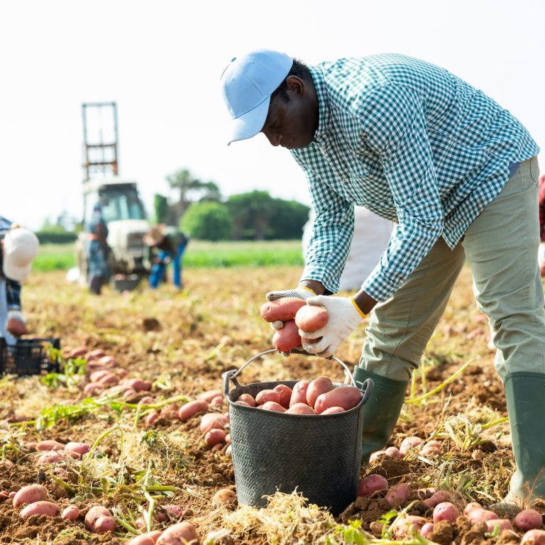 Positive,Male,Worker,Gathering,Harvest,Of,Organic,Potato,On,Vegetable