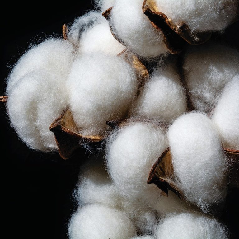 shutterstock_2281056999 - Copia2