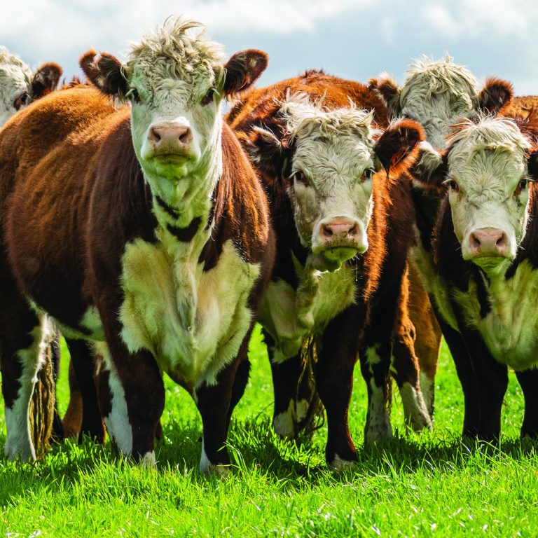 Stud,Beef,Hereford,Cows,In,A,Field,On,A,Farm