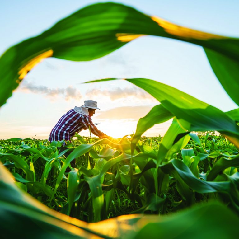 Blurred image. Farmers use tablets to analyze data and experiment with growing corn. AI data innovation improves cultivation efficiency for quality. Analysis of farmer corn farming agriculture concept