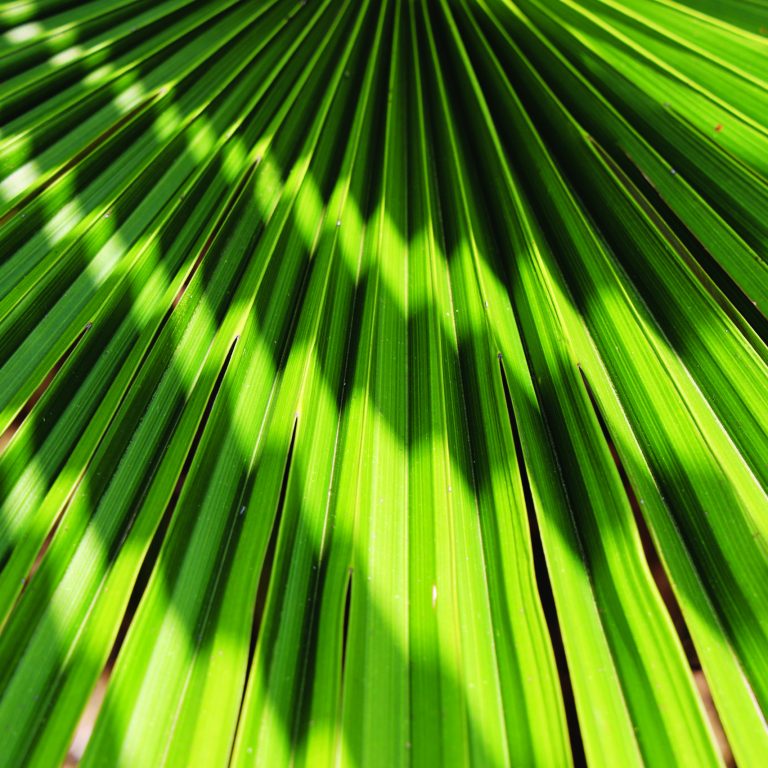 Green,Texture,Of,Banana,Palm,Tree,Leaf.,Nature,Background.,Green