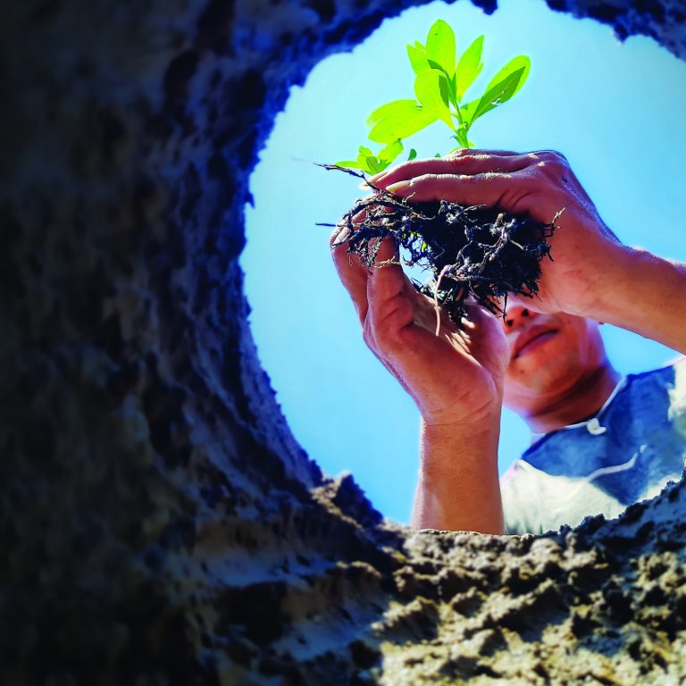 Plant,Tree,Seeds,In,Low,Angle,Soil,Holes.,Gardening,And