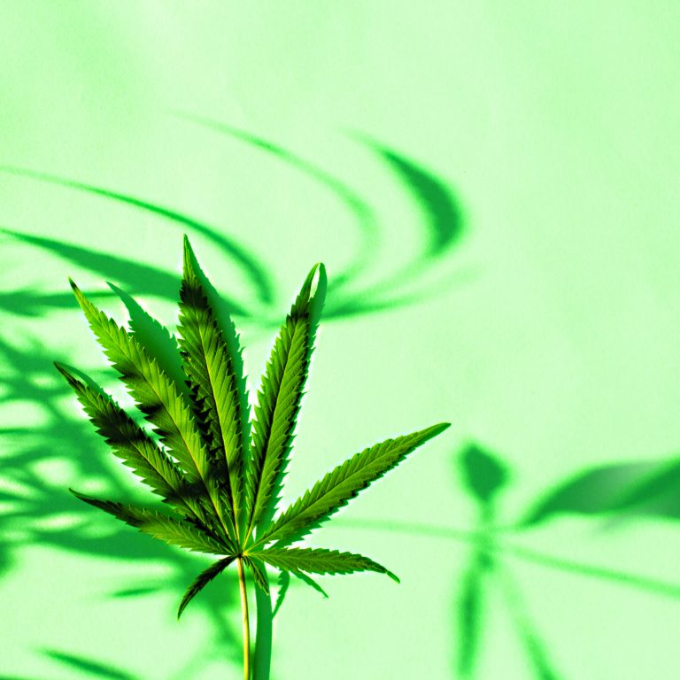 Marijuana leaf on a green background and contrasting shadows. View from above