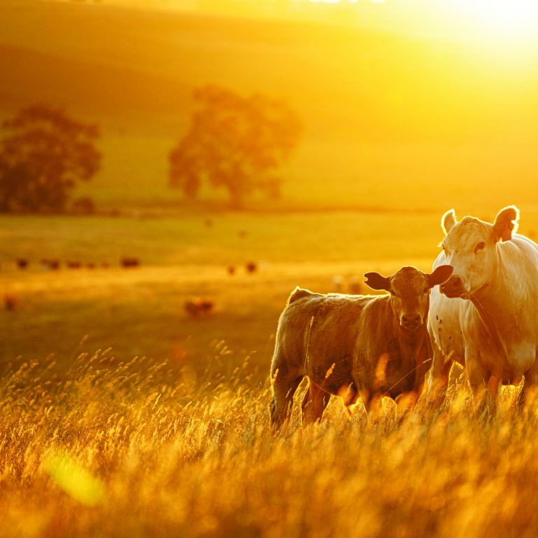 Beautiful,Cattle,In,Australia,Eating,Grass,,Grazing,On,Pasture.,Herd
