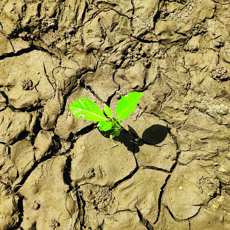 Small,Green,Plant,Growing,On,Dry,Ground,Cracked,And,Dried-up