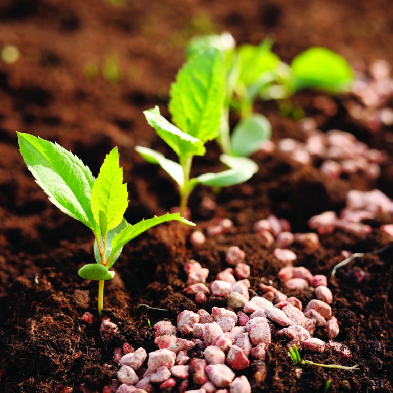 Granulated,Fertilizer,And,Seedlings,Growing,In,Soil,,Closeup